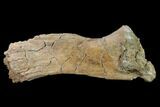Hadrosaur (Edmontosaurus) Spinous Process - South Dakota #145893-1